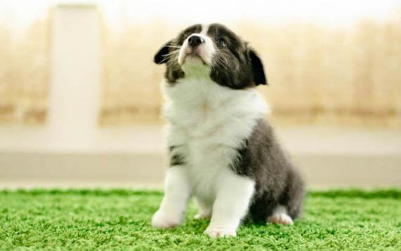 狗狗得冠狀病毒的初期癥狀是什么？