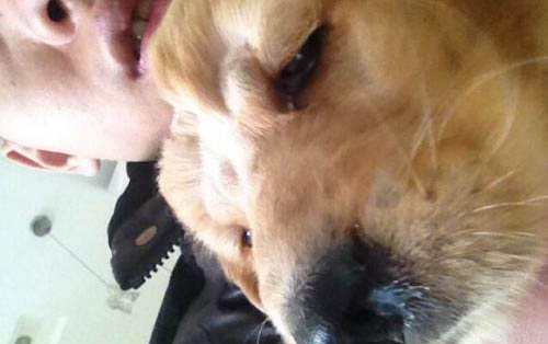 狗狗拉稀是什么原因及處理方法