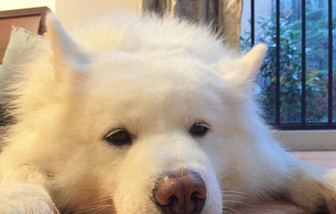 狗狗洗完澡幾天可以體內驅蟲