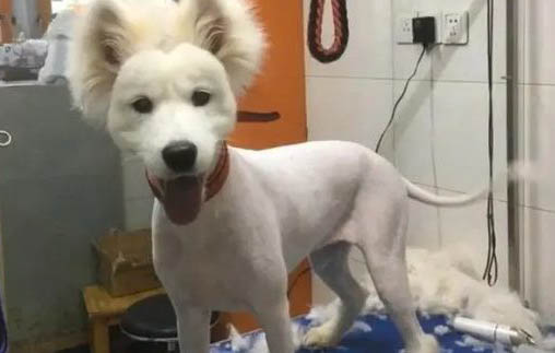狗狗禁忌蔬菜有哪些