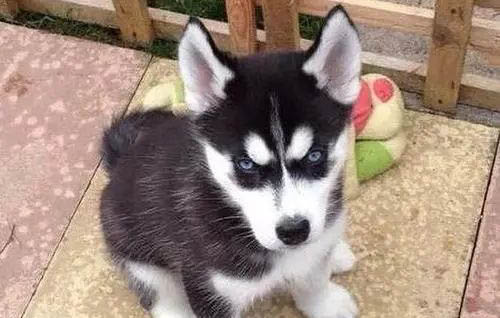 哈士奇是哪里的雪橇犬