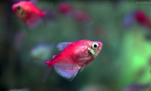 孔雀魚下崽后多久會懷孕