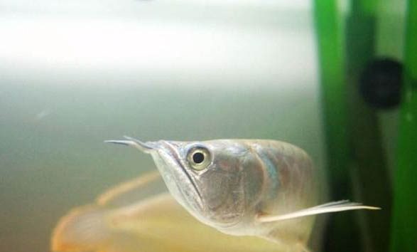 銀龍魚受傷的注意事項
