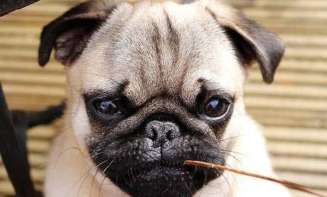 狗狗訓練、拉布拉多犬機械刺激訓練法介紹