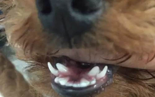 狗狗拉稀像泥漿很臭