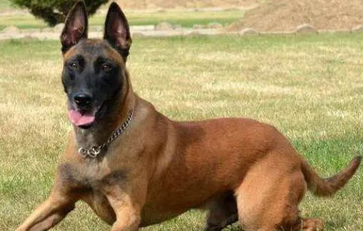 馬犬與黑狼犬智商誰高