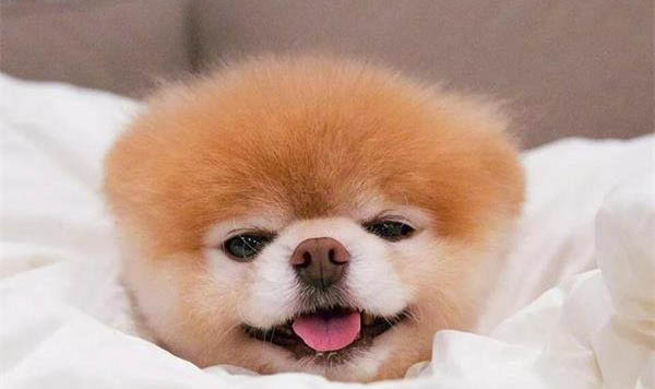 狗狗中耳炎的治療方法
