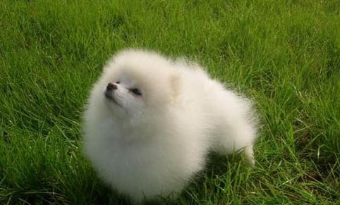 博美犬哪里有賣