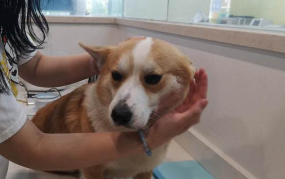 狗狗沐浴露可以代替什么代替
