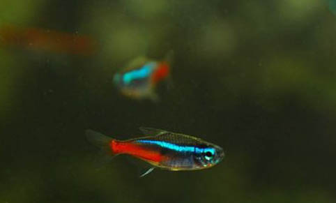 魚漲肚子有哪些原因