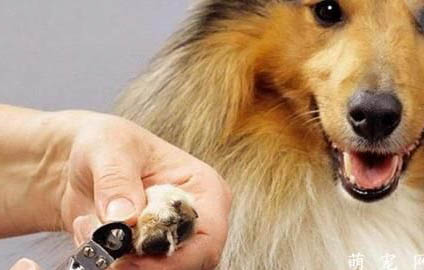 七招教會你幫助狗狗健康成長