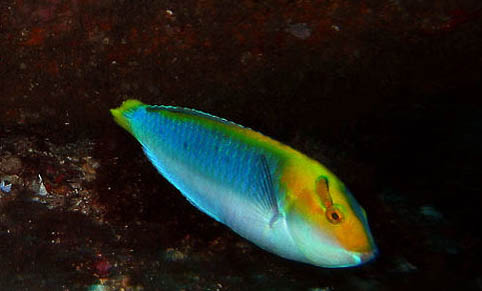 金魚(yú)晚上睡覺(jué)要關(guān)燈嗎?