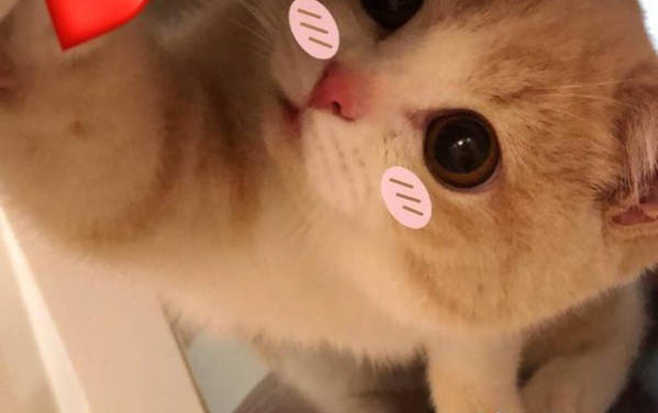 貓咪大便時肛門有血