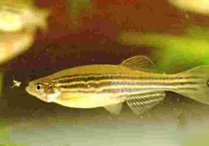 斑馬魚可以和孔雀魚一起養嗎