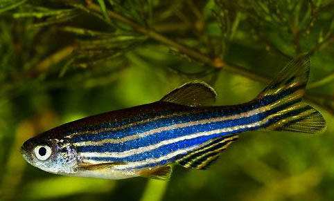 斑馬魚懷孕多久生小魚