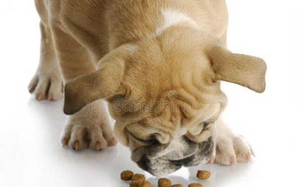 小狗得了犬瘟傳染人嗎