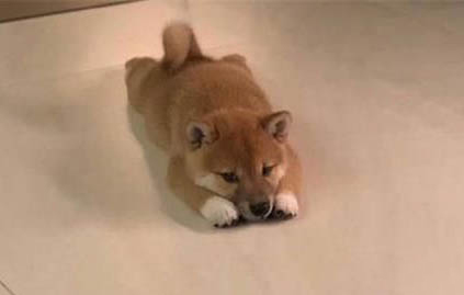 小狗為什么不能吃葡萄