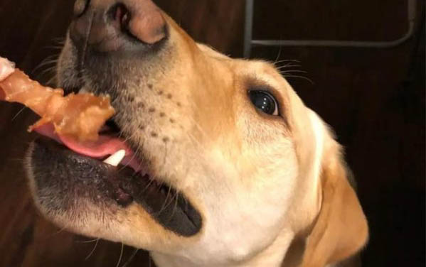 狗狗為什么會得犬瘟熱跟細(xì)小病毒
