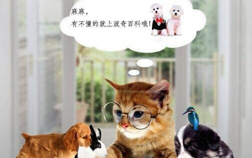 母狗發(fā)情期一般是什么時候