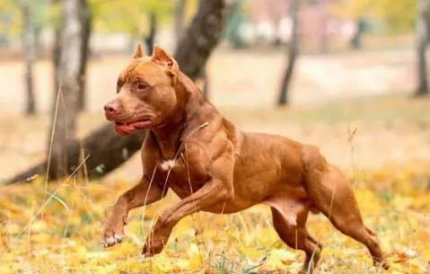 比特犬體重可以長到多少斤