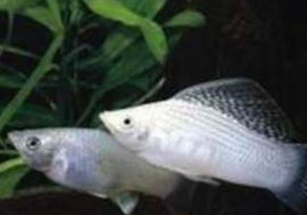 養(yǎng)魚三不喂是什么意思?