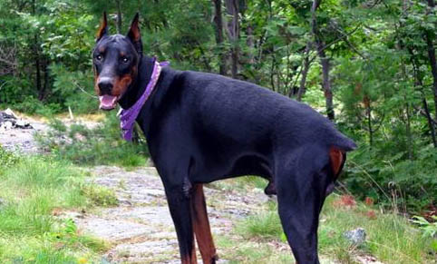 杜賓犬價(jià)格多少錢一只