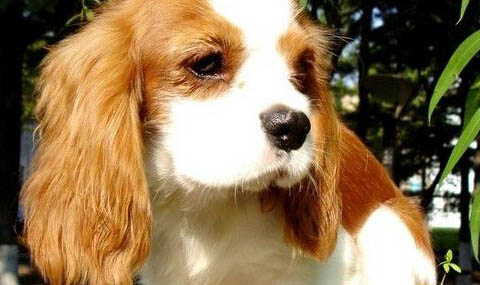 西班牙小獵犬找兔