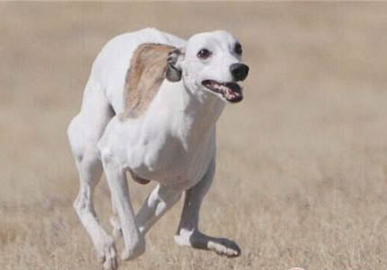 如何飼養惠比特犬