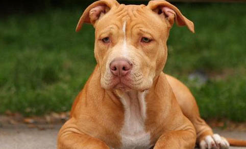 比特犬和藏獒哪個厲害？