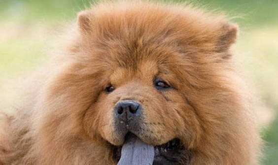 松獅犬性格和特點