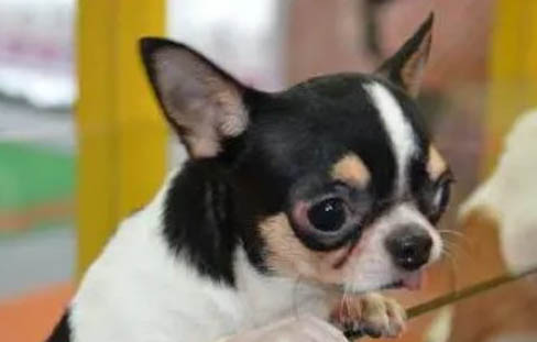 在夏天吉娃娃犬該怎么養護