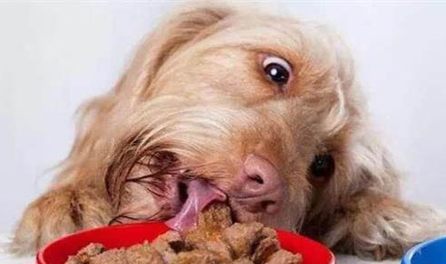 狗狗拉黃稀糊狀的水