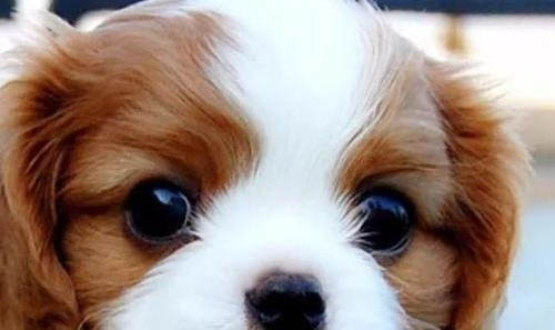騎士查理王小獵犬多大產仔