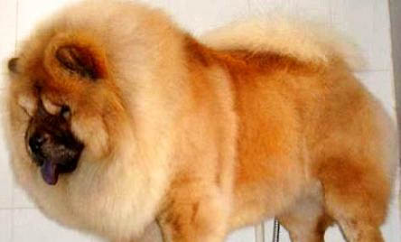 松獅犬飼養方法和注意事項