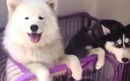 給薩摩耶犬吃零食要注意哪些問題