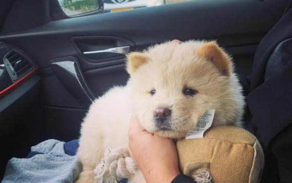 松獅狗的價格