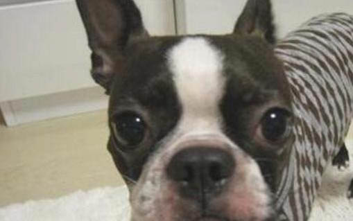 狗幾歲智商