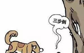 兩個月狗狗可以吃不泡的狗糧嗎