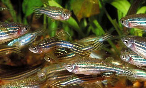 斑馬魚可以和孔雀魚一起養嗎