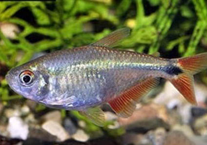 夏天釣鯽魚(yú)用的窩料什么最好