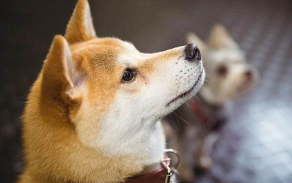 室內養狗對人的危害