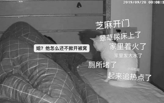小貓拉灰色水泥便便
