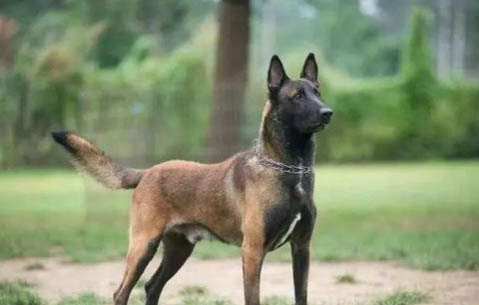 馬犬被打會報復主人嗎