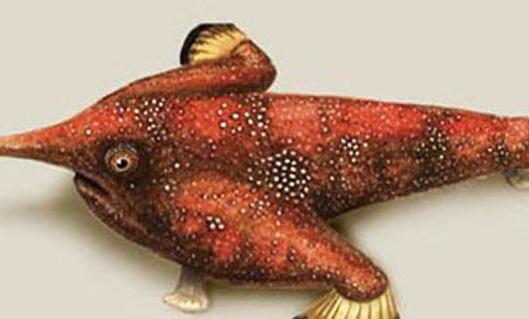 家用自來水能養(yǎng)魚嗎