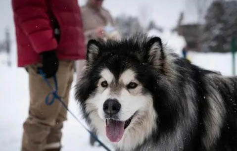 阿拉斯加犬口臭怎樣辦