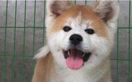 秋田犬為什么不聽話