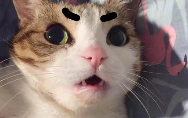 貓能喝礦泉水嗎?