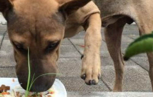 狗狗磨牙期有多久