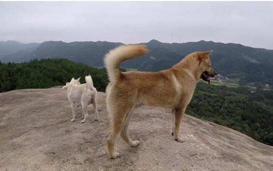 柴犬應該如何選擇狗糧呢