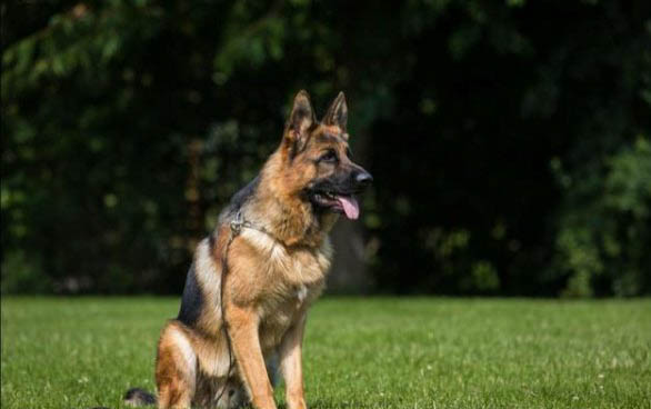 護衛犬有哪些